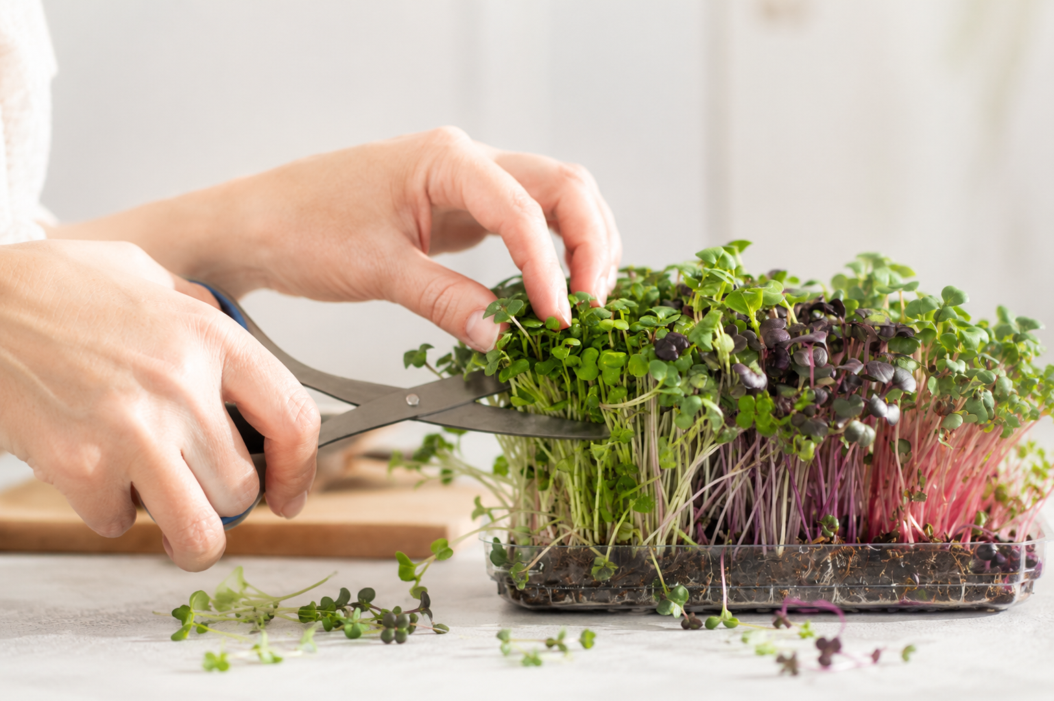 pěstujeme microgreens